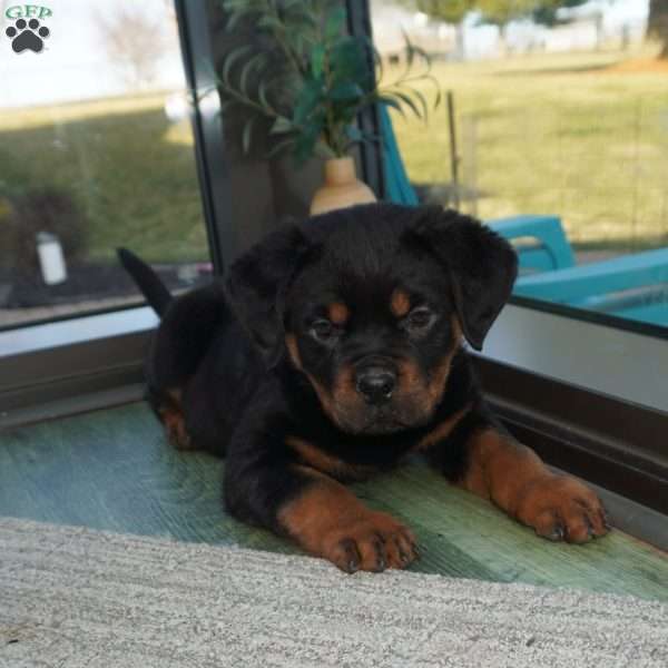 Duke, Rottweiler Puppy